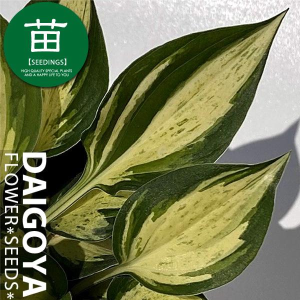 ギボウシ ホスタ レボリューション 10 5cmポリポット苗 Gus 005 大郷屋 通販 Yahoo ショッピング