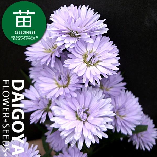 八重咲き孔雀草 ライトブルー 12cmポリポット苗 Kj 004 大郷屋 通販 Yahoo ショッピング