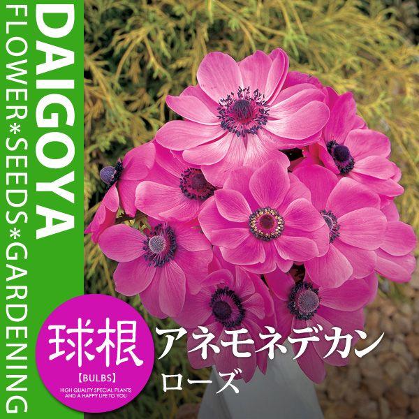 AllEfJ [Yijyz35mlO_All_HA__