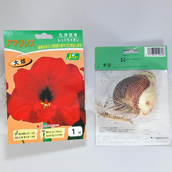 アマリリス 丸弁咲き 大球 レッドライオン 球根 1球入り袋詰め 春植え 球根 Buyee Buyee Japanese Proxy Service Buy From Japan Bot Online