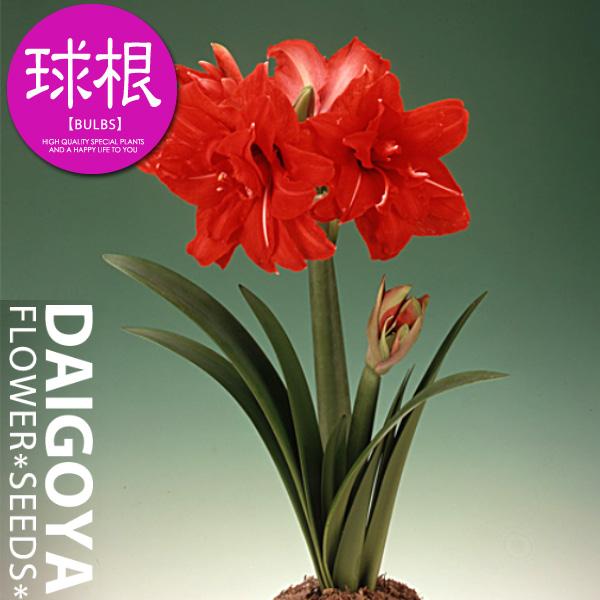 アマリリス 八重咲き 大球 レッドピーコック 赤 球根 1球入り袋詰め 春植え 球根 Buyee Buyee 日本の通販商品 オークションの代理入札 代理購入
