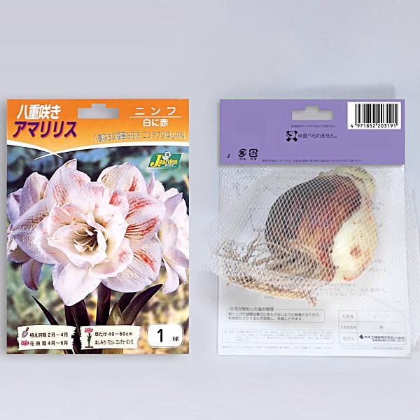 アマリリス 八重咲き 大球 ニンフ（白に赤）【球根】1球入り袋詰め_春 