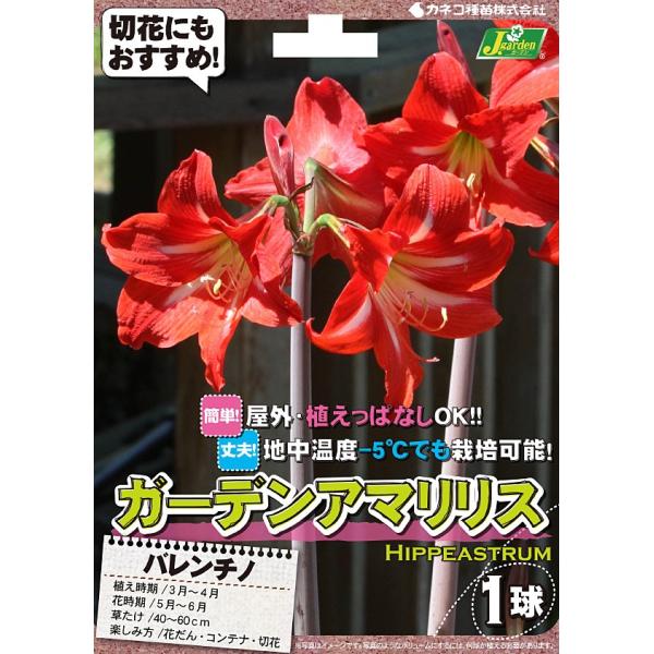 アマリリス バレンチノ 球 Kikan Enchou 植物 観葉植物 Laxlibrary Com