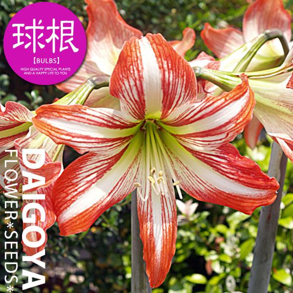 アマリリス 剣弁咲き バイカラー 球根 1球 春植え球根 :kk-als020-1kd:大郷屋 - 通販 - Yahoo!ショッピング アマリリス 剣弁咲き バイカラー 球根 1球 春植え球根 :kk-als020-1kd:大郷屋 - 通販 - Yahoo!ショッピング