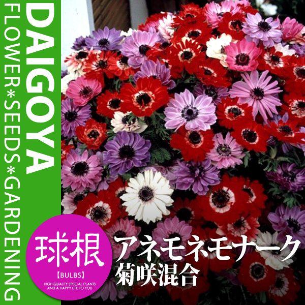 アネモネ モナーク 菊咲 混合 球根 ml内外 アネモネ 秋植え 球根 Kk Am Kkg1 00ml 大郷屋 通販 Yahoo ショッピング