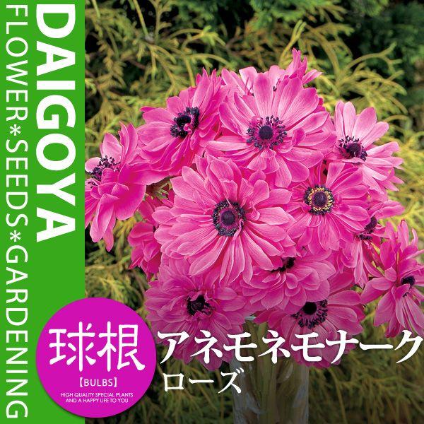 AllEi[N [Yijyz20mlO_All_HA__