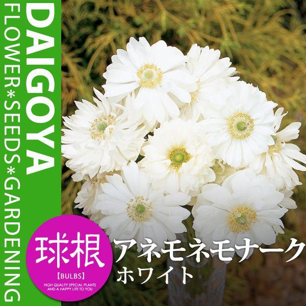 アネモネ モナーク ホワイト 白 球根 ml内外 アネモネ 秋植え 球根 Kk Am Wte1 00ml 大郷屋 通販 Yahoo ショッピング