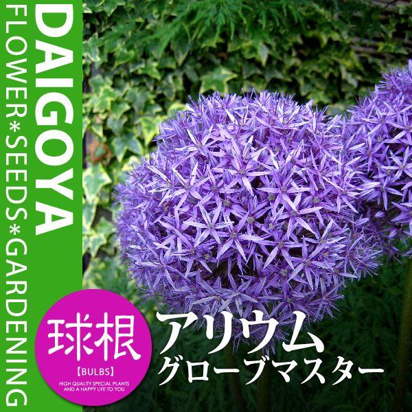 アリウム グローブマスター 特大球 藤紫 球根 1球入り アリウム 秋植え 球根 Kk Ar Gbm1 0001kd 大郷屋 通販 Yahoo ショッピング