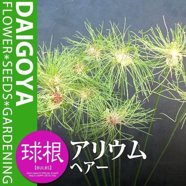 AE wA[iΎjyz5_AE_HA_