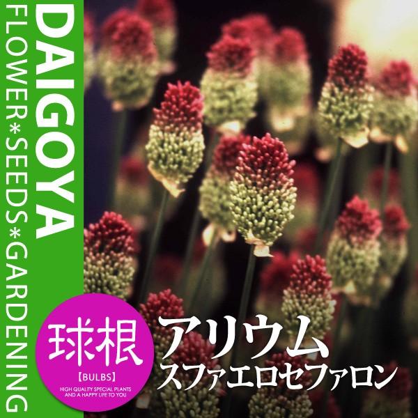 AE Xt@GZt@iOjiԎjyz8_AE_HA_