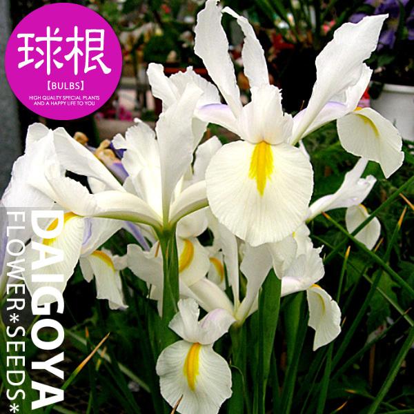 ACX ԁyz7܋l_ACX__b`ACX_HA_