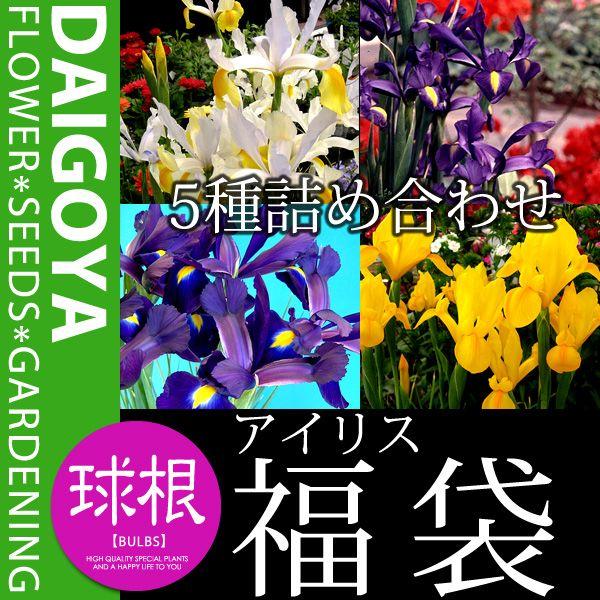 アイリス 混合 4種混合 球根 7球入り袋詰め アイリス ダッチアイリス 秋植え 球根 Kk Ar Xkg1 0007kd 大郷屋 通販 Yahoo ショッピング