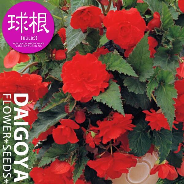 球根ベゴニア スカーレットシェード 赤 球根 2球 袋詰め Kk Bgna001 2kd 大郷屋 通販 Yahoo ショッピング