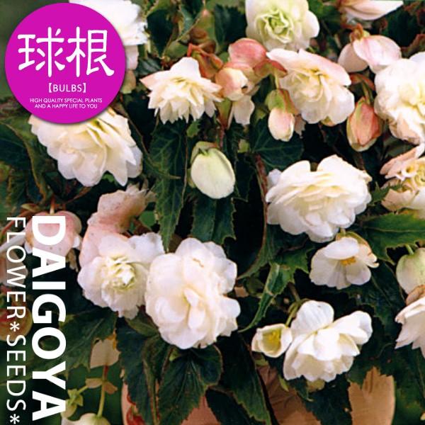 球根ベゴニア ホワイトシェード 白 ホワイト 球根 2球 袋詰め Kk Bgna004 2kd 大郷屋 通販 Yahoo ショッピング