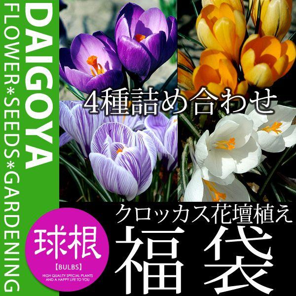 球根 クロッカスの人気商品 通販 価格比較 価格 Com