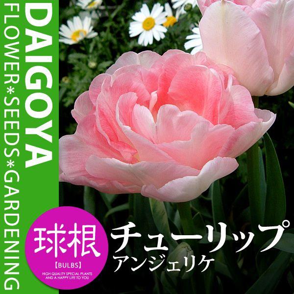 チューリップ 八重咲き アンジェリケ 淡桃 Dl 球根 4球入り袋詰め チューリップ 秋植え 球根 Kk Cr Ajg1 0004kd 大郷屋 通販 Yahoo ショッピング