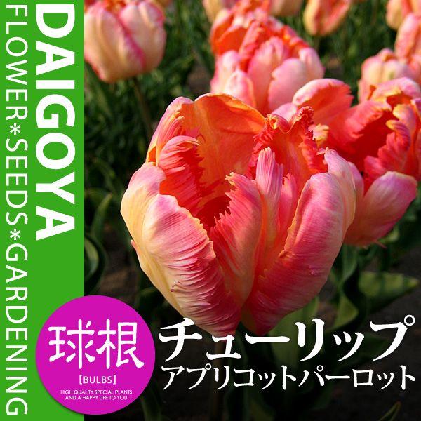 チューリップ ピンク 球根の人気商品 通販 価格比較 価格 Com