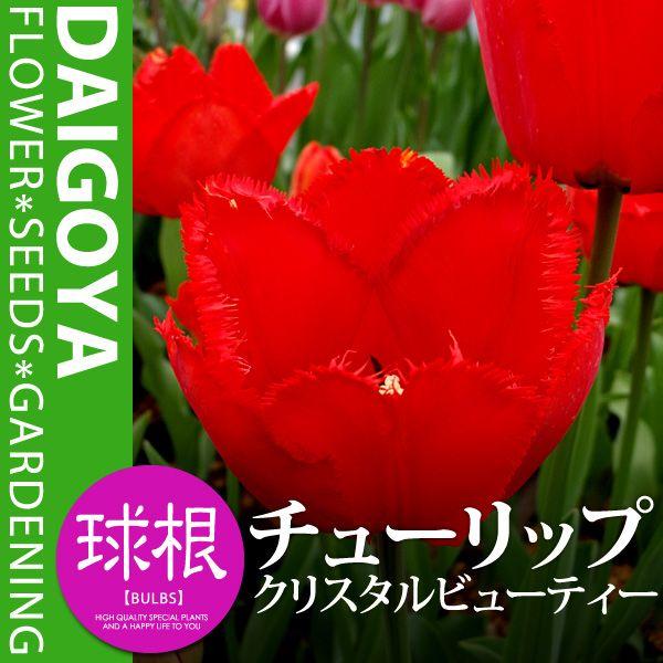 `[bv tW炫 NX^r[eB[i/Fjyz4܋l_`[bv_HA_