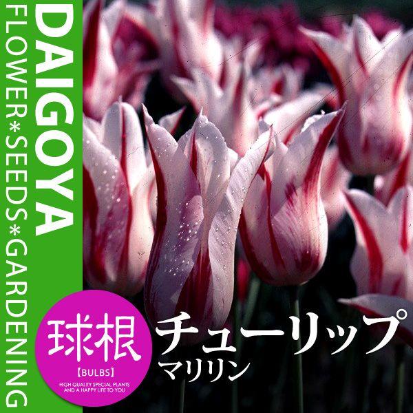 `[bv 炫 }iEԋ/Ljyz4܋l_`[bv_HA_