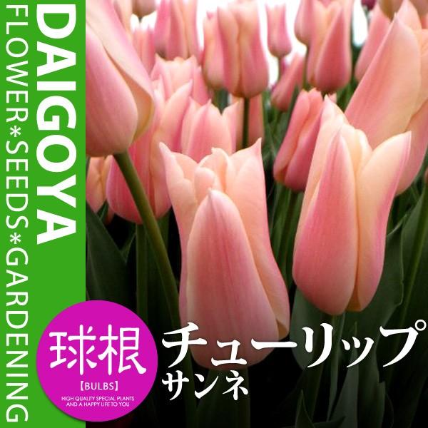 チューリップ ユリ咲き サンネ 芳香種 濃桃 桃 ピンク L 球根 4球入り袋詰め チューリップ 秋植え 球根 Kk Cr Snn1 0004kd 大郷屋 通販 Yahoo ショッピング
