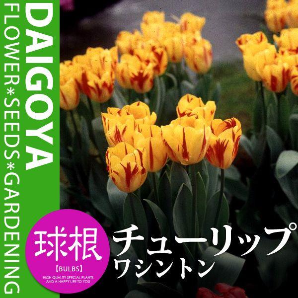 `[bv ς炫 VgiEԋ/Tjyz5܋l_`[bv_HA_