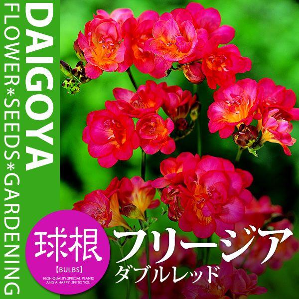 t[WA d炫 _ubhiԁjyz5܋l_t[WA_HA_