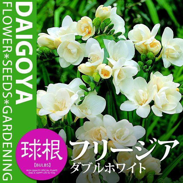 t[WA d炫 _uzCgijyz5܋l_t[WA_HA_