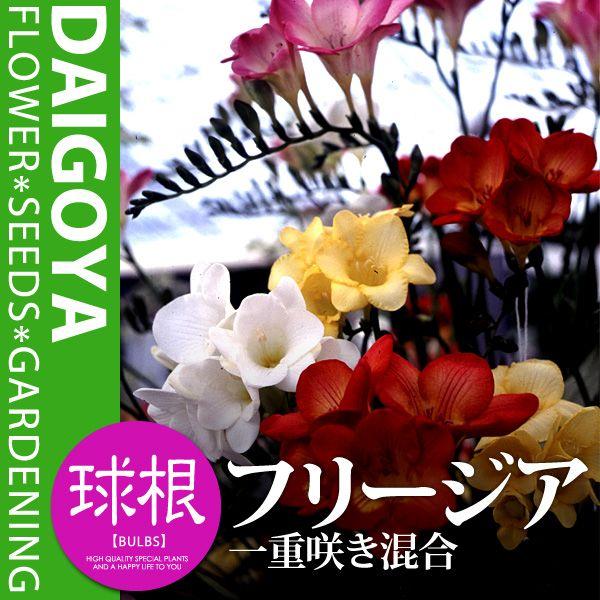 t[WA d炫 yz5܋l_t[WA_HA_