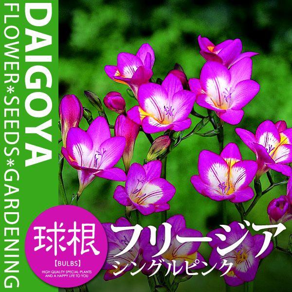 t[WA d炫 VOsNijyz5܋l_t[WA_HA_