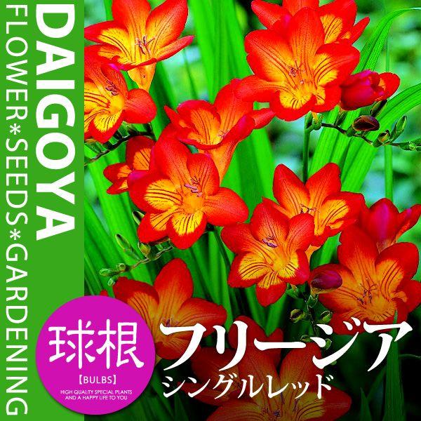 t[WA d炫 VObhiԁjyz5܋l_t[WA_HA_