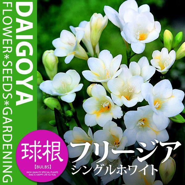 t[WA d炫 VOzCgijyz5܋l_t[WA_HA_