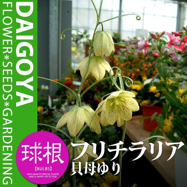 t`A LꃆiSji|Fjyz2_t`A_HA_