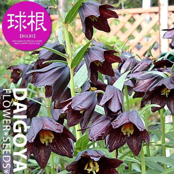 t`A iSjijyz2_t`A_HA_