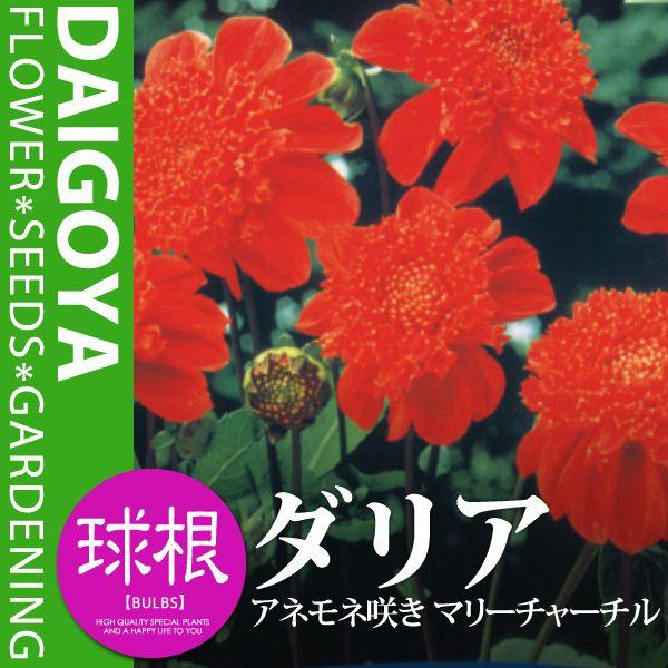 ガーデンダリア アネモネ咲き マリーチャーチル 赤に黄 球根 1球入り袋詰め 春植え 球根 Buyee Buyee 日本の通販商品 オークションの代理入札 代理購入