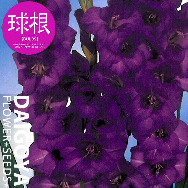 グラジオラス 紫 球根 8球入り袋詰め 春植え 球根 Kk Gr Prs1 0008kd 大郷屋 通販 Yahoo ショッピング