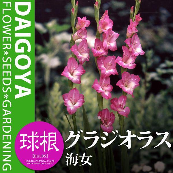 グラジオラス海女 球根 6球入り袋詰め 春植え 球根 Buyee 日本代购平台 产品购物网站大全 Buyee一站式代购bot Online