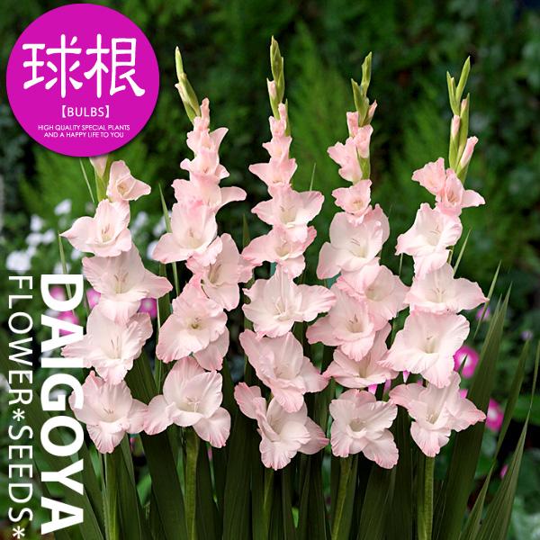 グラジオラス 常陸はなよめ 球根 5球入り袋詰め 春植え 球根 Kk Grs009 5kd 大郷屋 通販 Yahoo ショッピング