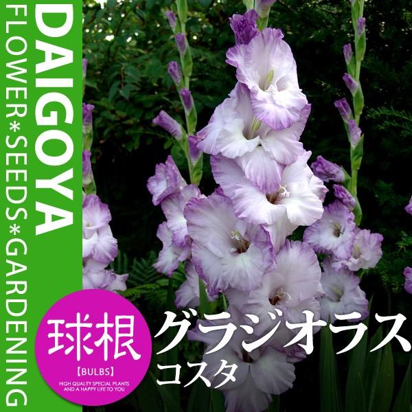 セレクト グラジオラス コスタ 球根 5球入り袋詰め 春植え 球根 Kk Grs013 5kd 大郷屋 通販 Yahoo ショッピング