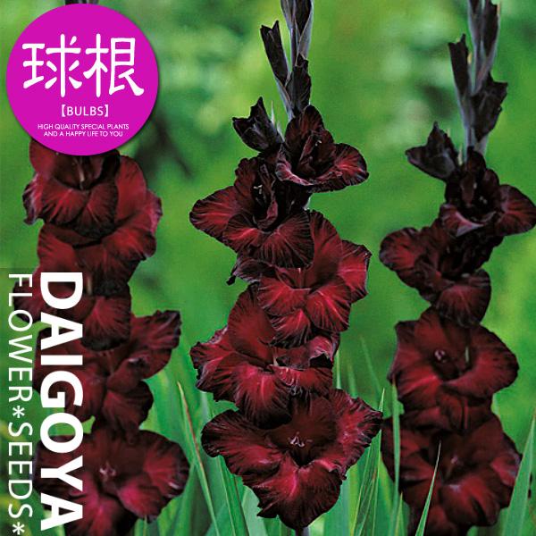 セレクト グラジオラス バックスター 球根 5球入り袋詰め 春植え 球根 Kk Grs017 5kd 大郷屋 通販 Yahoo ショッピング