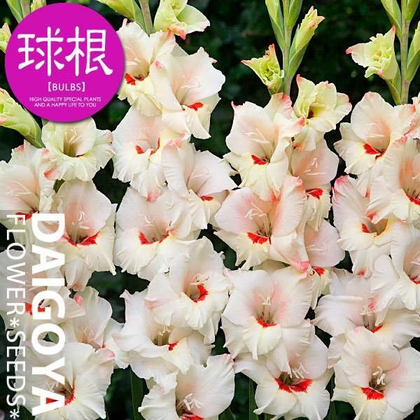 人気新品 １０球 Heart Exclamation 春植え球根 混合色 インテリア小物 10 Star Of David グラジオラス Nedan