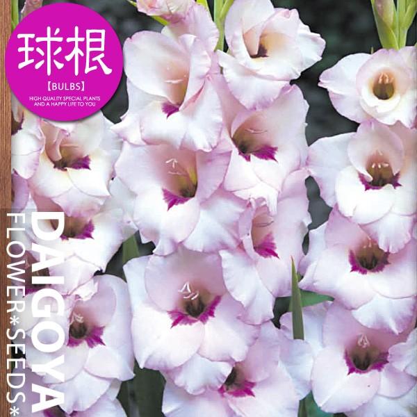 人気新品 １０球 Heart Exclamation 春植え球根 混合色 インテリア小物 10 Star Of David グラジオラス Nedan