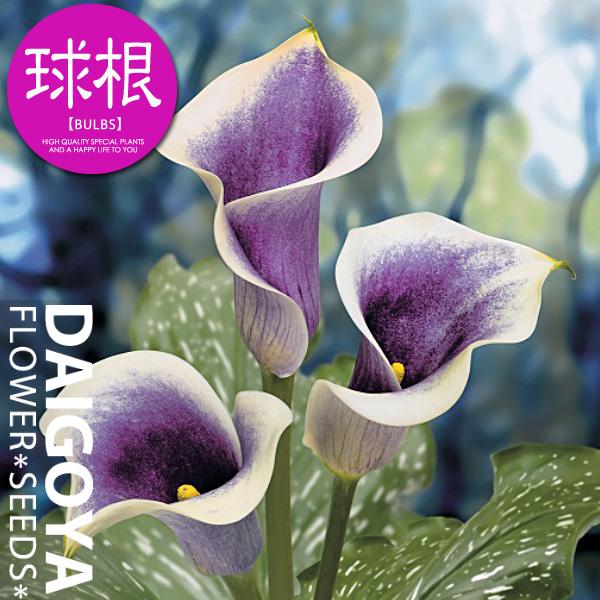 ハイブリッドカラー ピカソ 球根 1球入り袋詰め 春植え 球根 Kk Hbc005 1kd 大郷屋 通販 Yahoo ショッピング