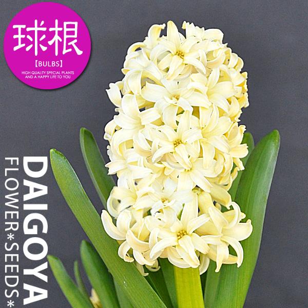 秋植え球根 ヒヤシンス」の人気商品一覧 | 安い商品を通販サイト