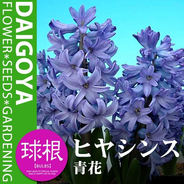 qVX  yz1lbgl߁@16cm`17cm_qVX_qAVX_HA_