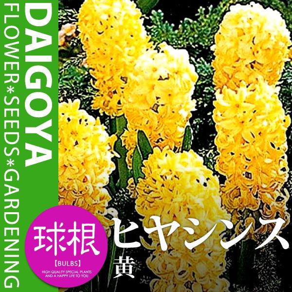 ヒヤシンス 花壇球袋詰め 黄 球根 3球入り 約14cm球 ヒヤシンス ヒアシンス 秋植え 球根 Kk Hss009 3kd 大郷屋 通販 Yahoo ショッピング