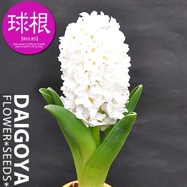 ヒヤシンス 白花 球根 1球ネット詰め 16cm 17cm球 ヒヤシンス ヒアシンス 秋植え 球根 Buyee 日本代购平台 产品购物网站大全 Buyee一站式代购 Bot Online