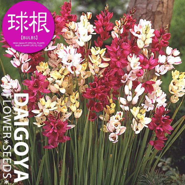 イキシア 混合 球根 5球 イキシア 秋植え 球根 Kk Is 5kg1 0005kd 大郷屋 通販 Yahoo ショッピング