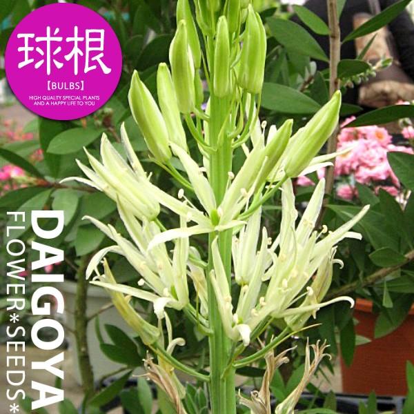 J}VA Aoi勅/jyz1_J}VA_HA_