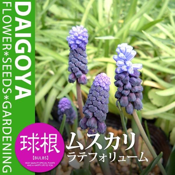 XJ eBtH[i/Zjyz6_XJ_HA_