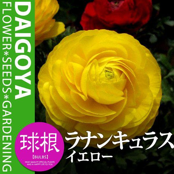 iLX CG[ijyz35`40ml_iLX_HA_